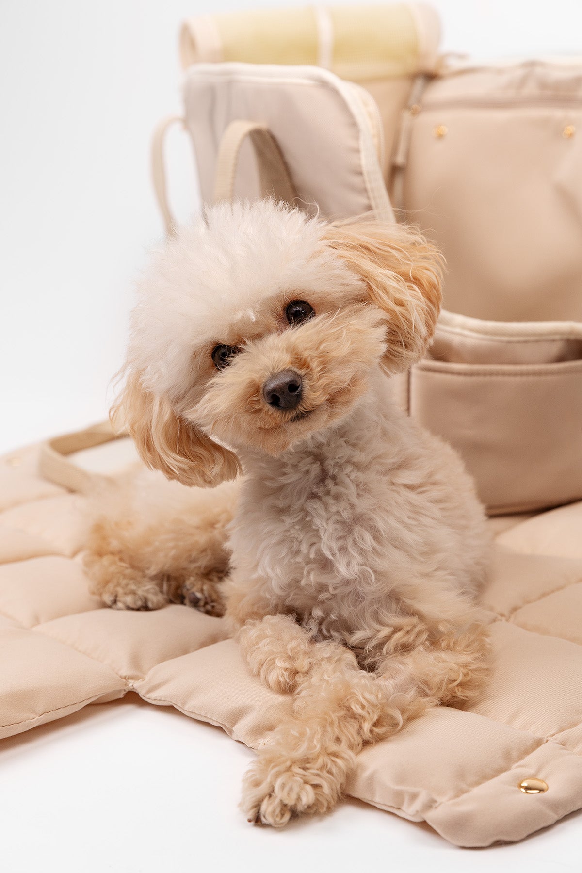 EVERYDAY PET BAG